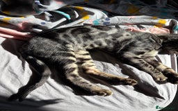 Bengal cats for sale: *CHARCOAL BENGAL FEMALE* - Image 4
