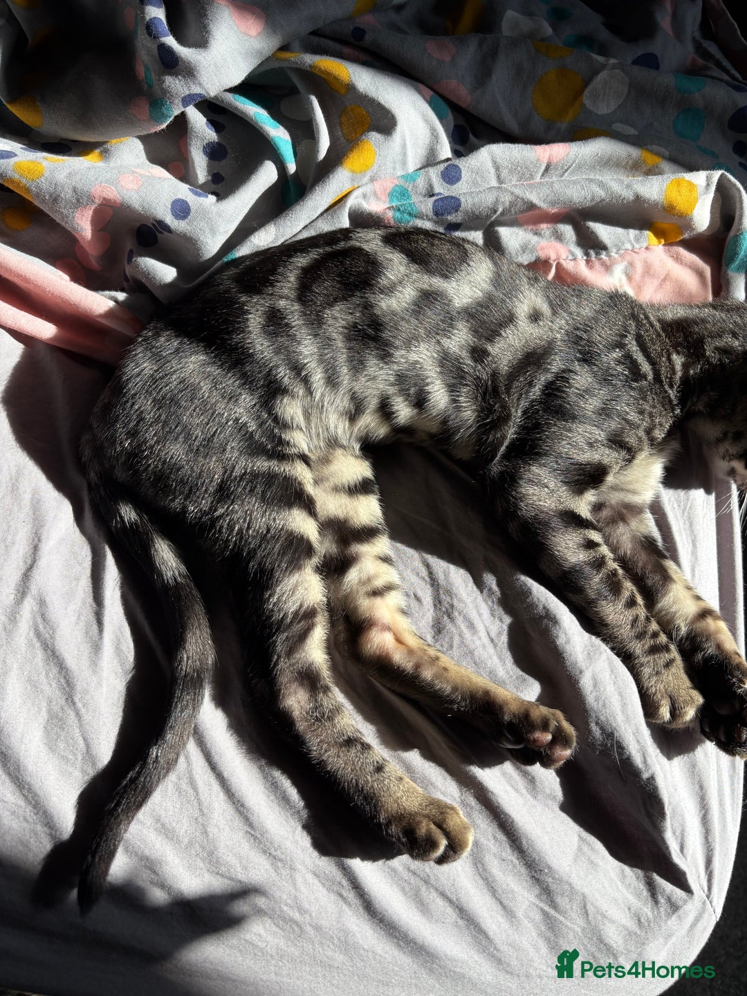 Bengal cats for sale: *CHARCOAL BENGAL FEMALE* - Image 4