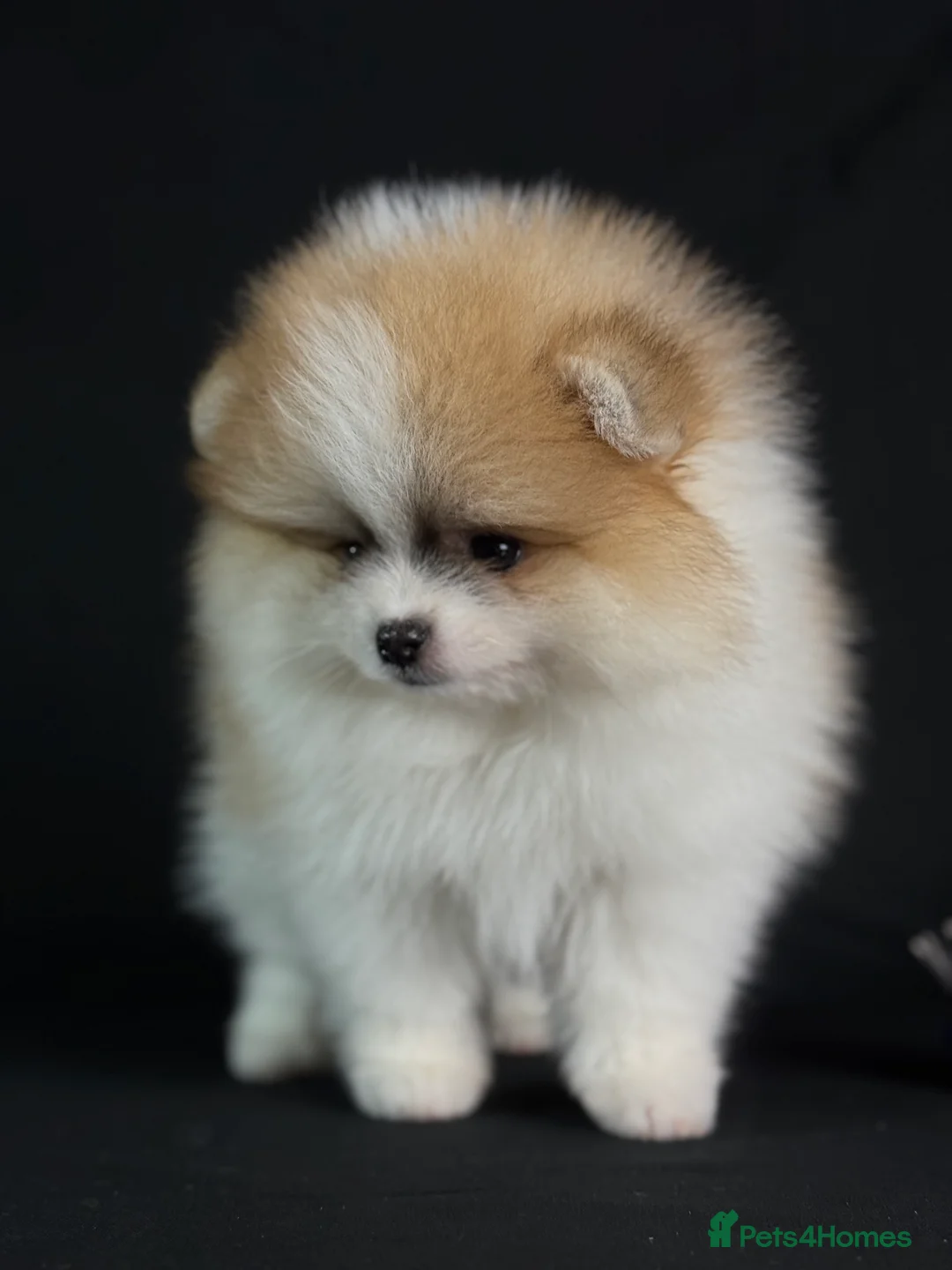Pomeranian dogs for stud: KC well proven 1,9kg  stud in Surrey !  in Camberley - Advert 8