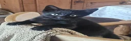 Mixed Breed cats for sale: Beautiful black kittens for sale. - Advert 2
