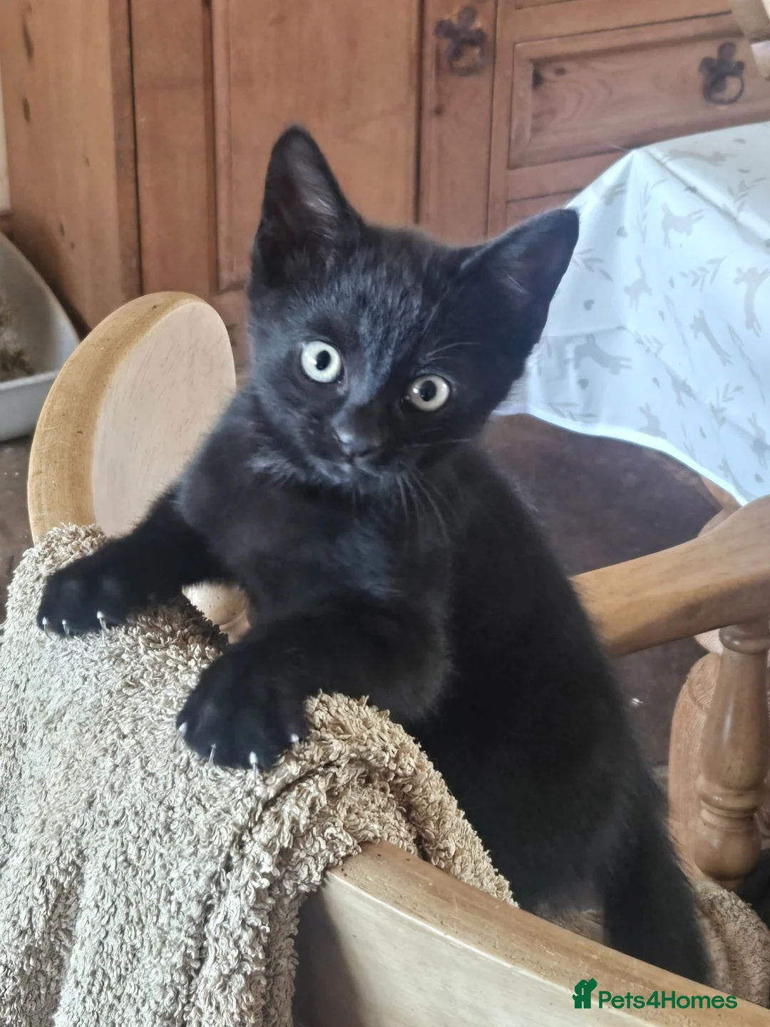 Mixed Breed cats for sale: Beautiful black kittens for sale. - Advert 2