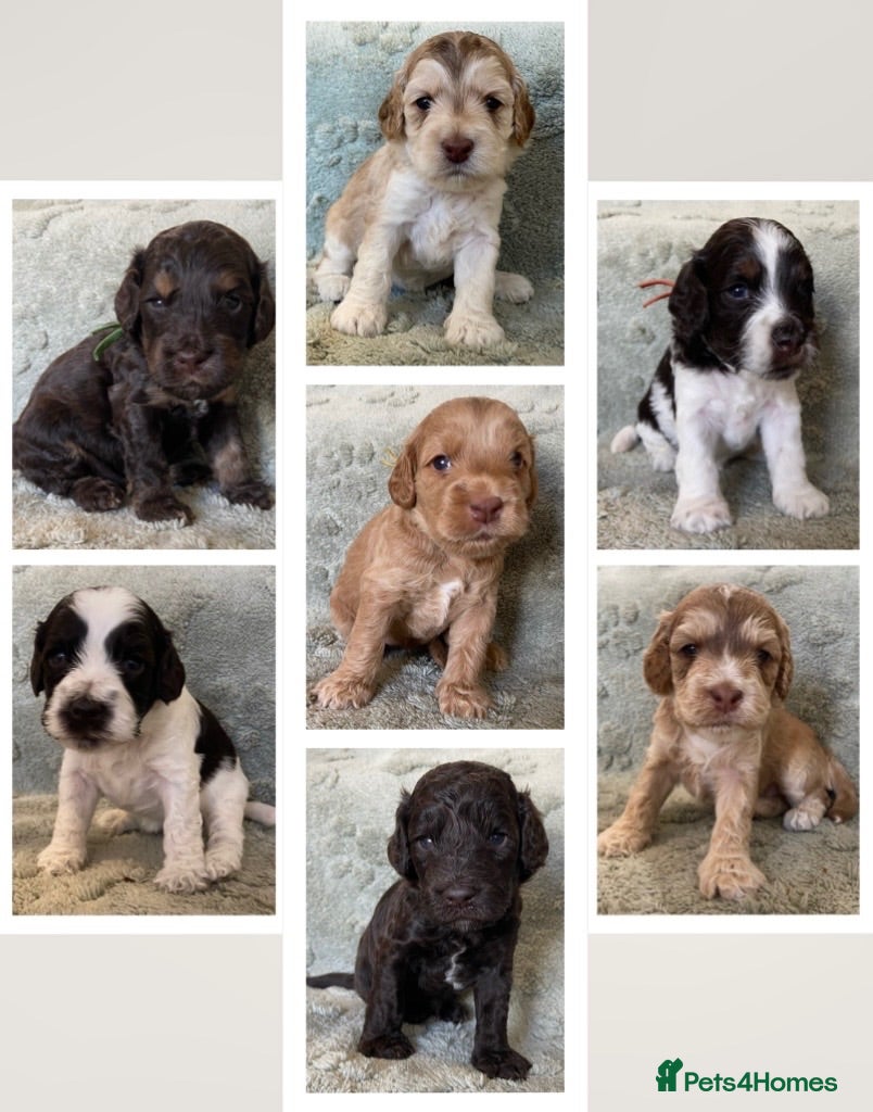 Cockapoo dogs 7 GORGEOUS F1 COCKAPOO PUPPIES - Advert 1
