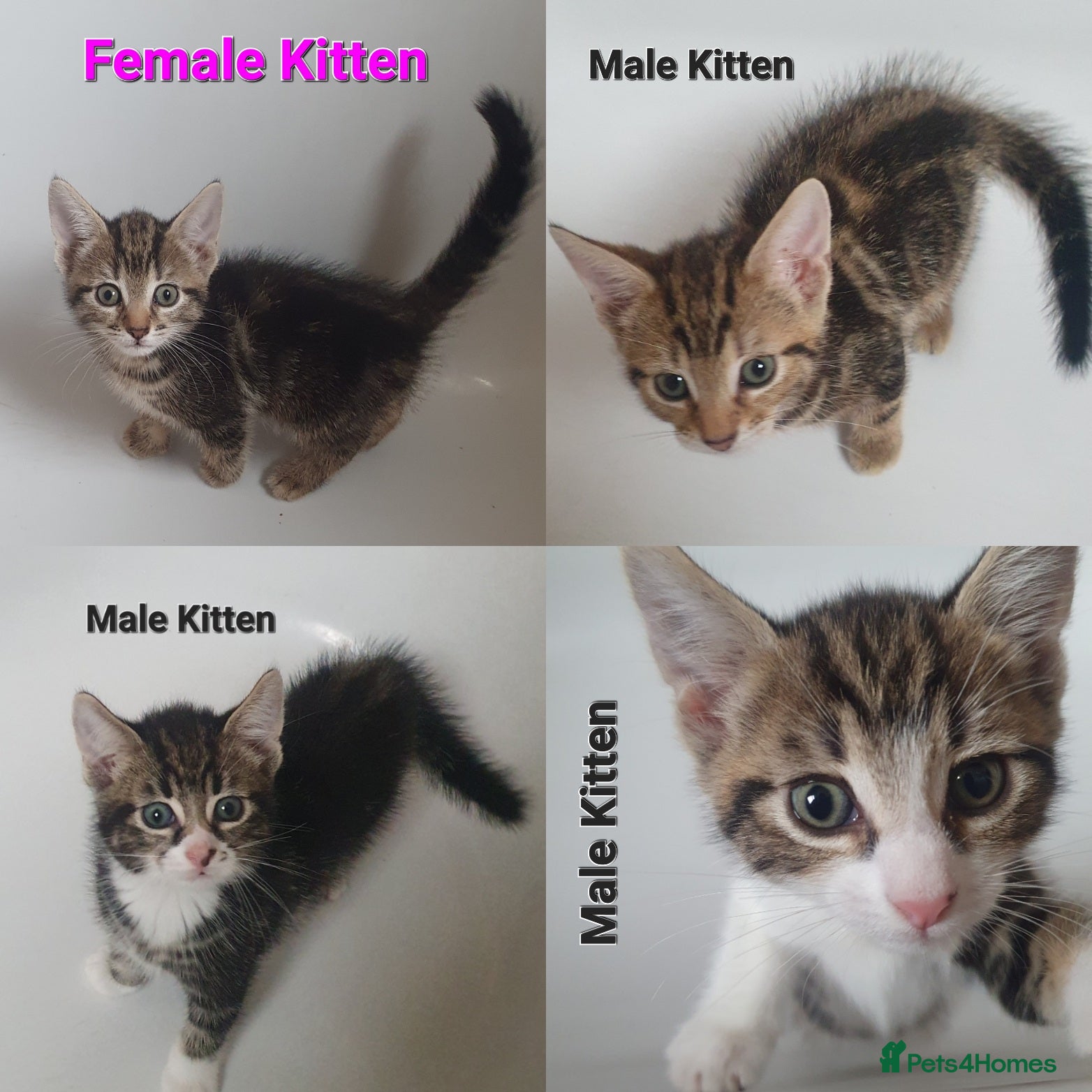 Mixed Breed cats Tabby Kittens For Sale! - Advert 15
