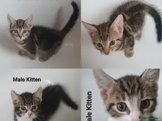 Mixed Breed cats Tabby Kittens For Sale! - Advert 15