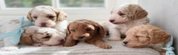 Cavapoo dogs for sale: Health tested Cavapoo puppies.  - Advert 18
