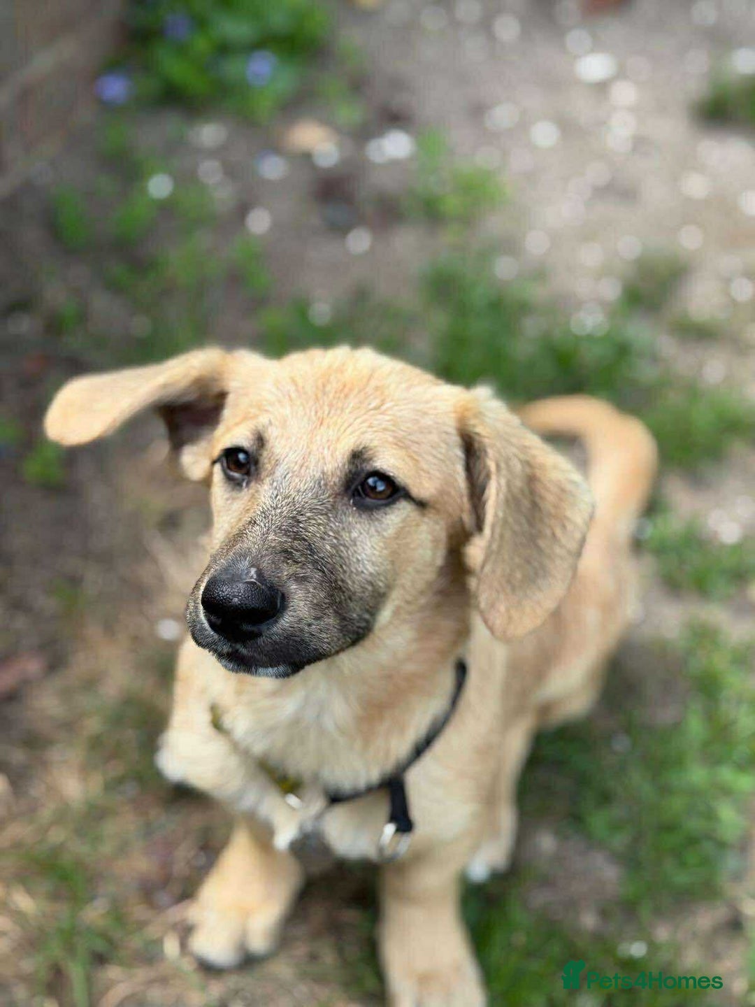 Mixed Breed dogs for adoption: MABEL- 4 months/playful/ loves dogs and kids  - Image 5