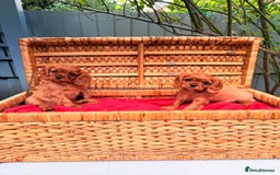 Cavalier King Charles Spaniel dogs for sale: Quality KC Health Tested Ruby CKCS Pups For  Sale - Image 24