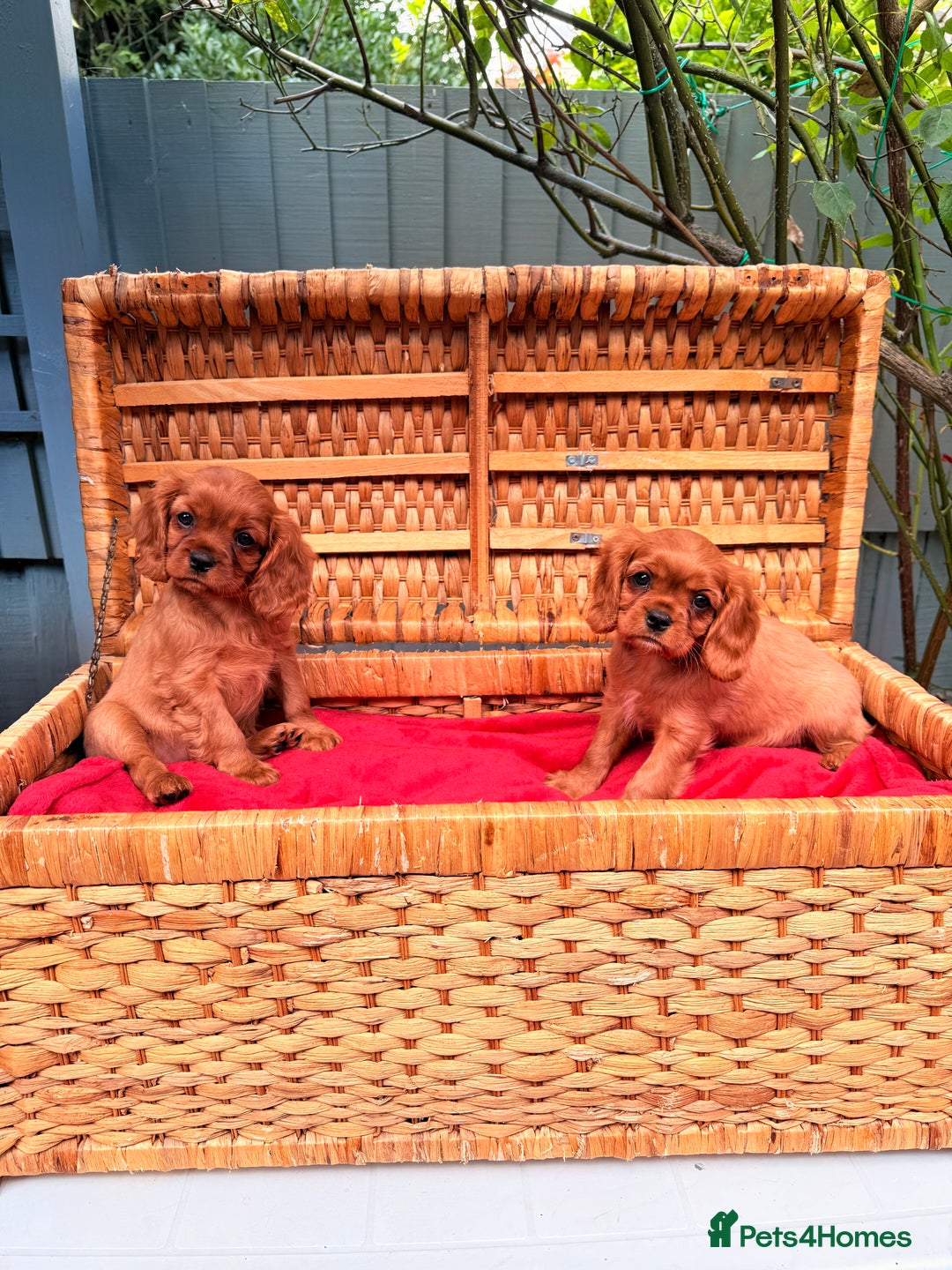 Cavalier King Charles Spaniel dogs for sale: Quality KC Health Tested Ruby CKCS Pups For  Sale - Image 24