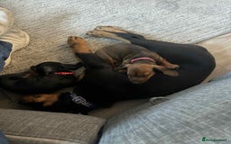 Miniature Dachshund dogs for sale: Miniature daschund Ready now - Image 15