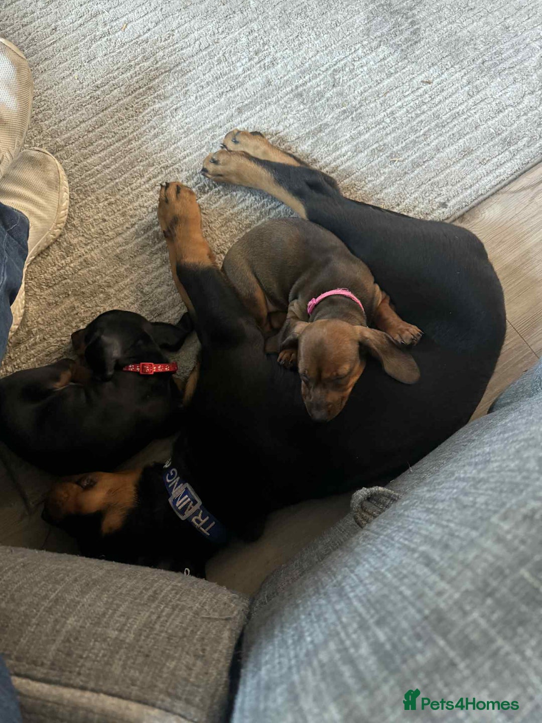 Miniature Dachshund dogs for sale: Miniature daschund Ready now - Image 15