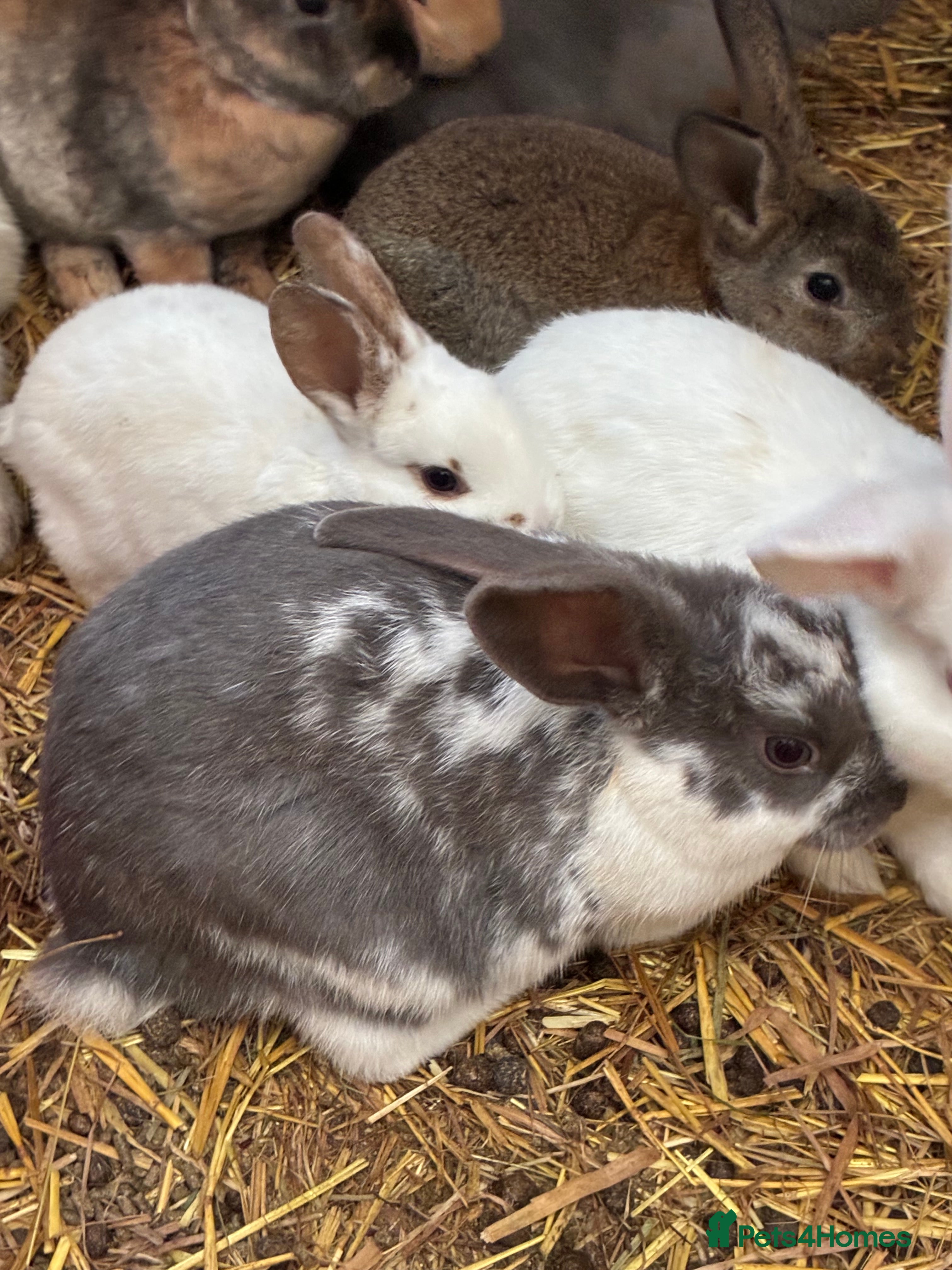 Rex rabbits Rex, velvet and mixed bunnies  - Advert 1