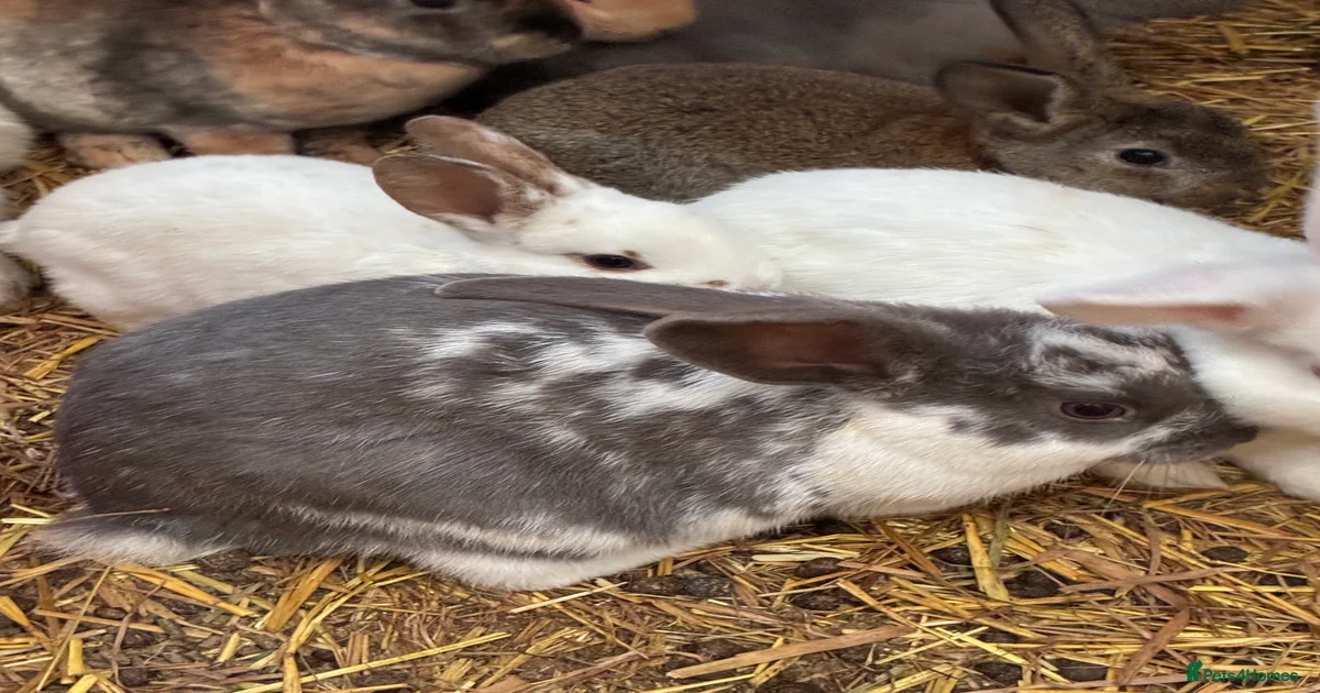 Rex Rabbits for sale in Portsmouth, Portsmouth | Pets4Homes