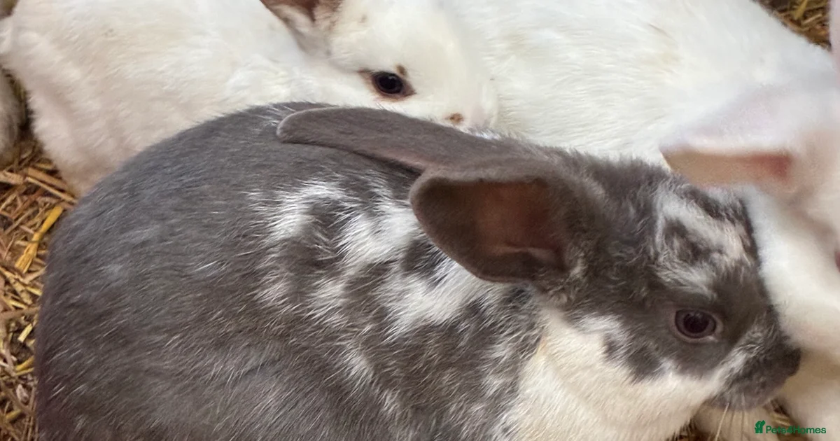 Pet Rabbit Sale Rex Rabbits for sale in Portsmouth, Portsmouth | Pets4Homes