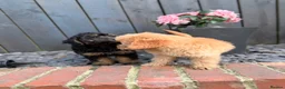 Cockapoo dogs for sale: Stunning F1 Cockerpoos🧸 - Advert 16