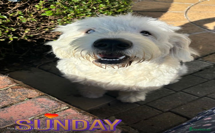 Old English Sheepdog dogs - Advert 1