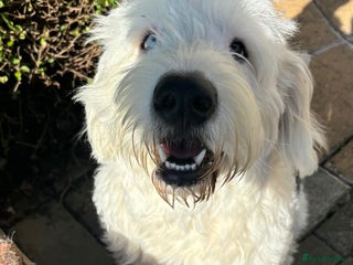 Old English Sheepdog dogs - Advert 1