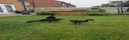 Ducks poultry for sale: 🦆 Runner Ducks Available – Ready for New Homes 🦆 - Advert 3