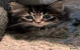 Mixed Breed cats for sale: Spynx X maincoon  - Image 5