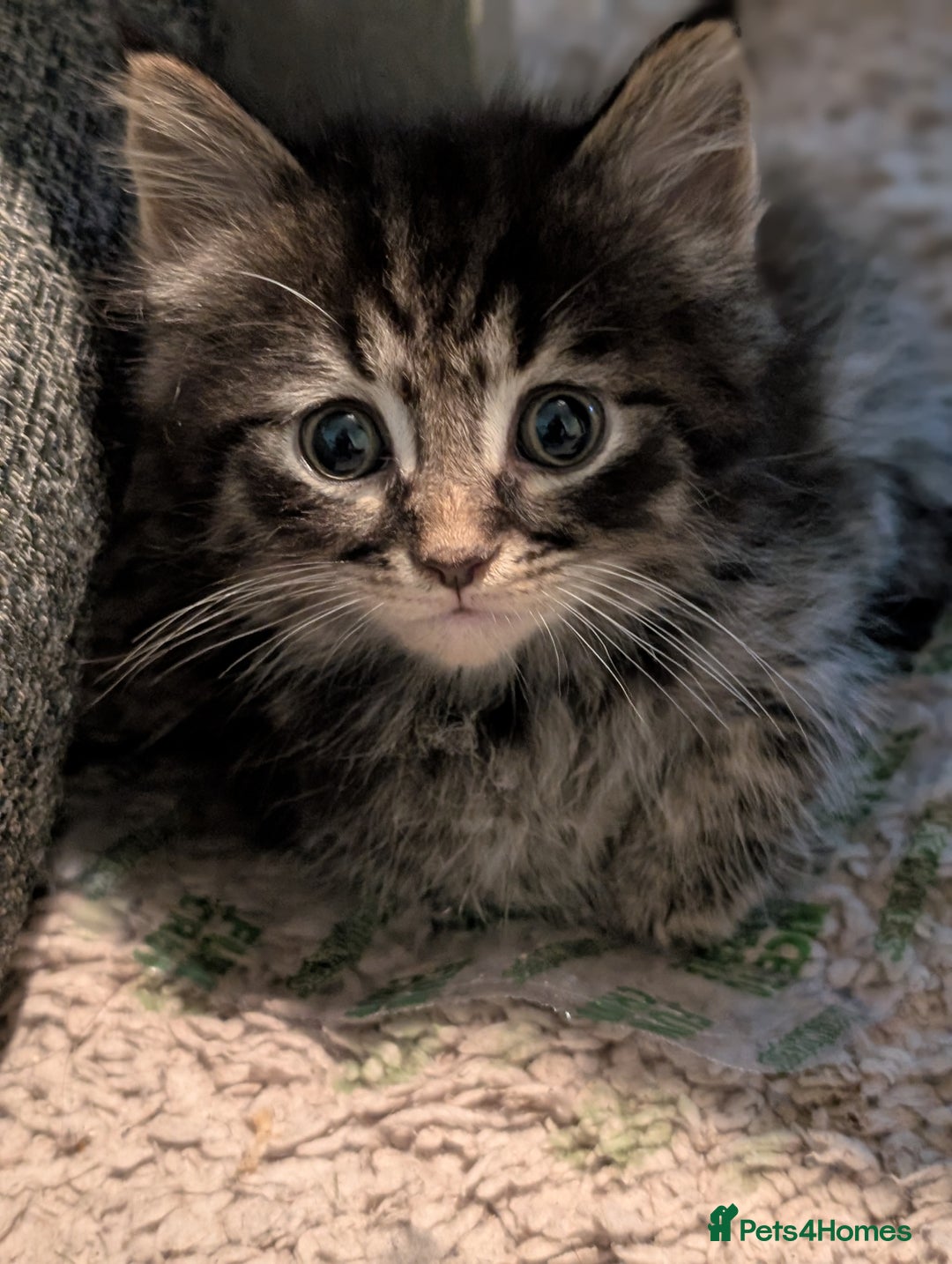 Mixed Breed cats for sale: Spynx X maincoon  - Image 5