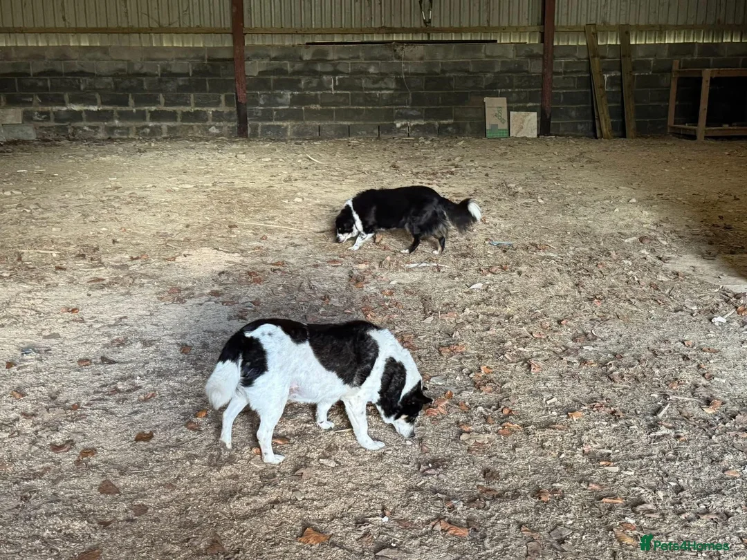 Mixed Breed dogs for adoption: TINA- small sweet girl/good with dogs/well behaved - Advert 2