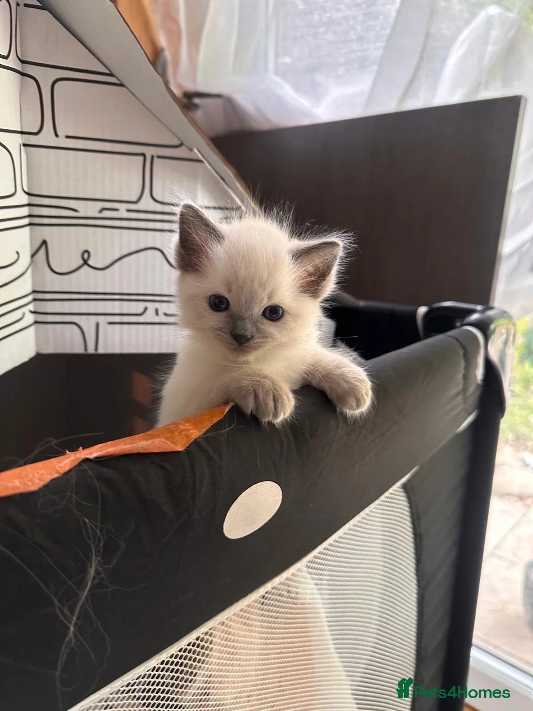 Ragdoll cats for sale: Gorgeous Fluffy Ragdoll Kitten – 3 Months Old - Advert 2