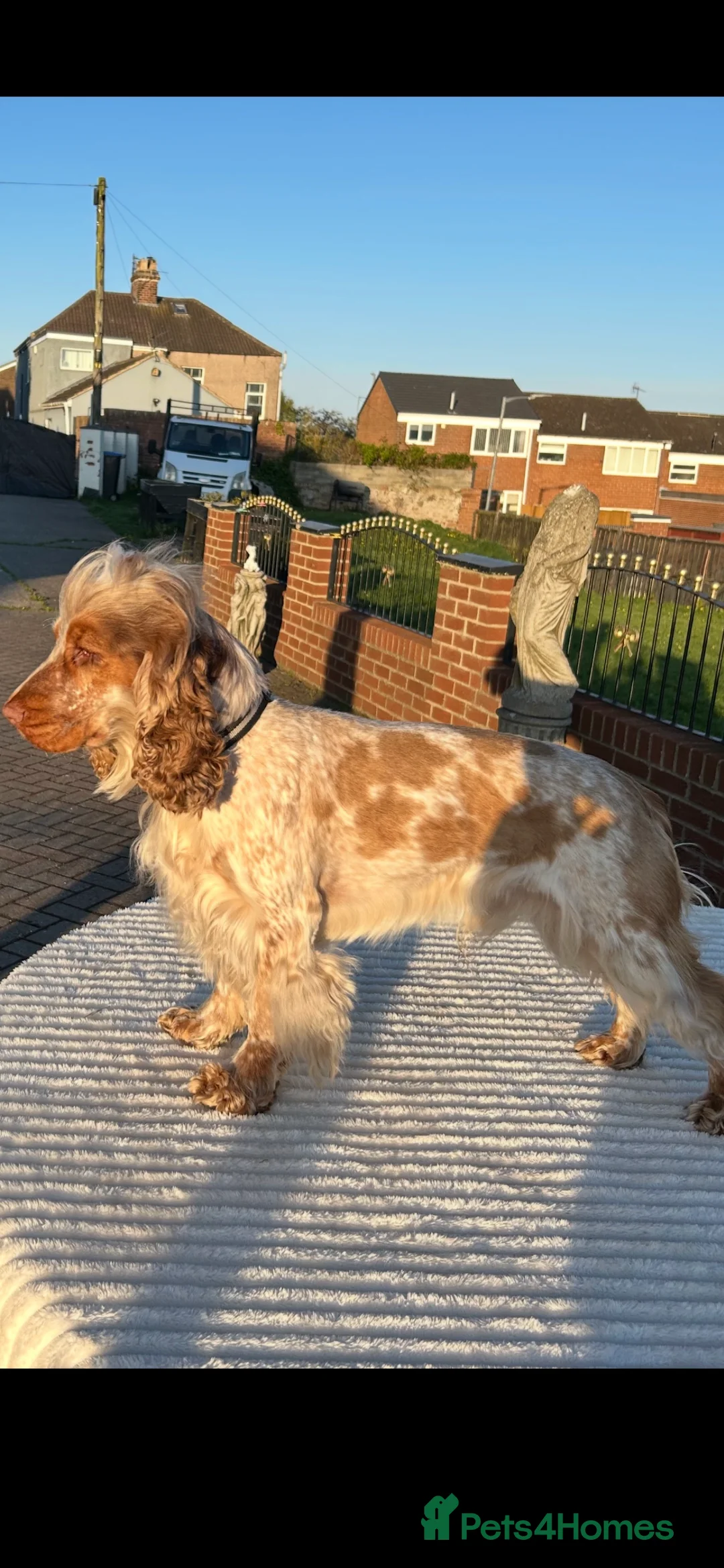 Cocker Spaniel dogs for stud: 2 PROVEN/HEALTH CLEAR KC Show Cocker Spaniels Stud in Shildon - Advert 11