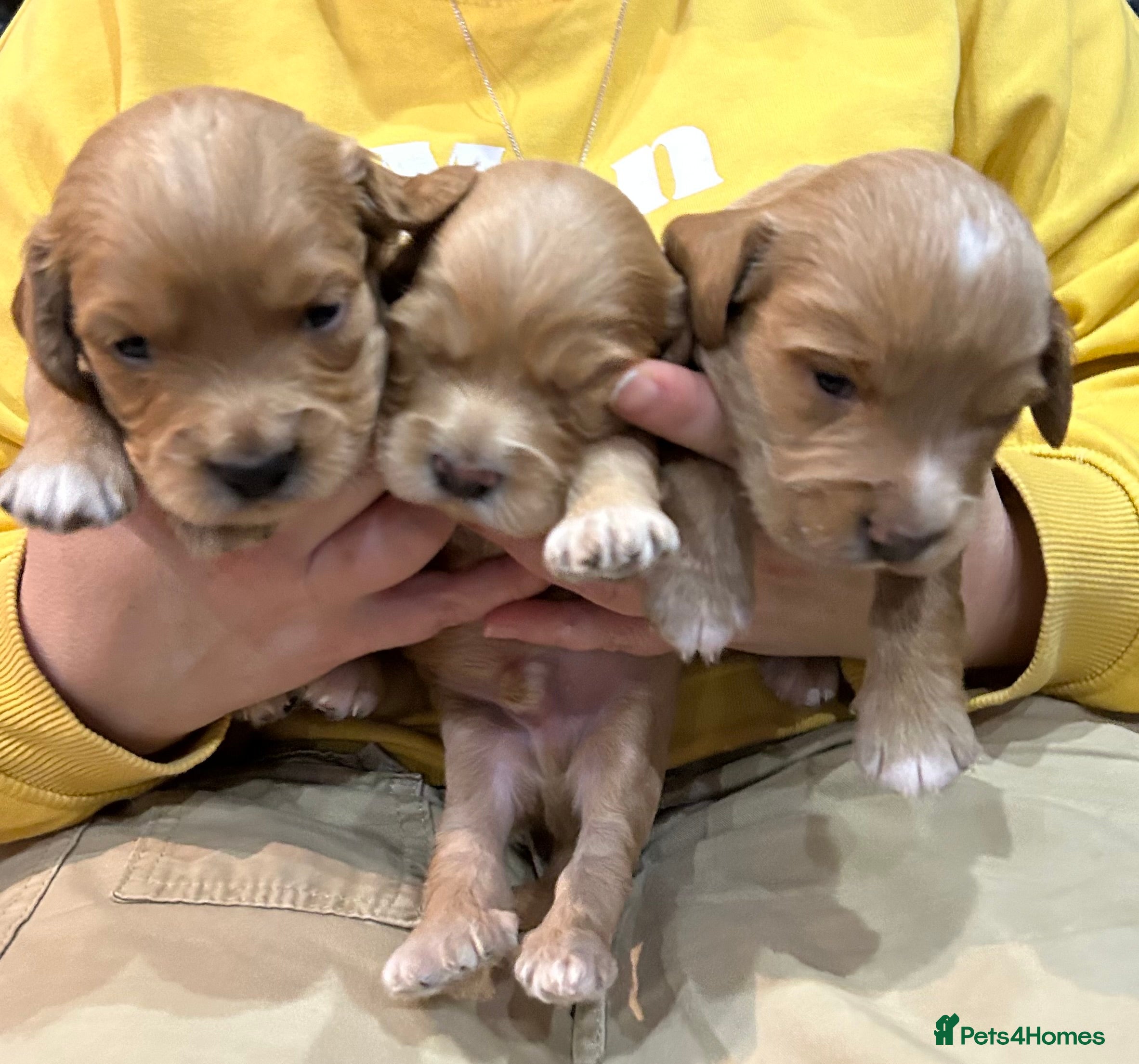 Cockapoo dogs Cockapoo puppies ginger/golden - Advert 1