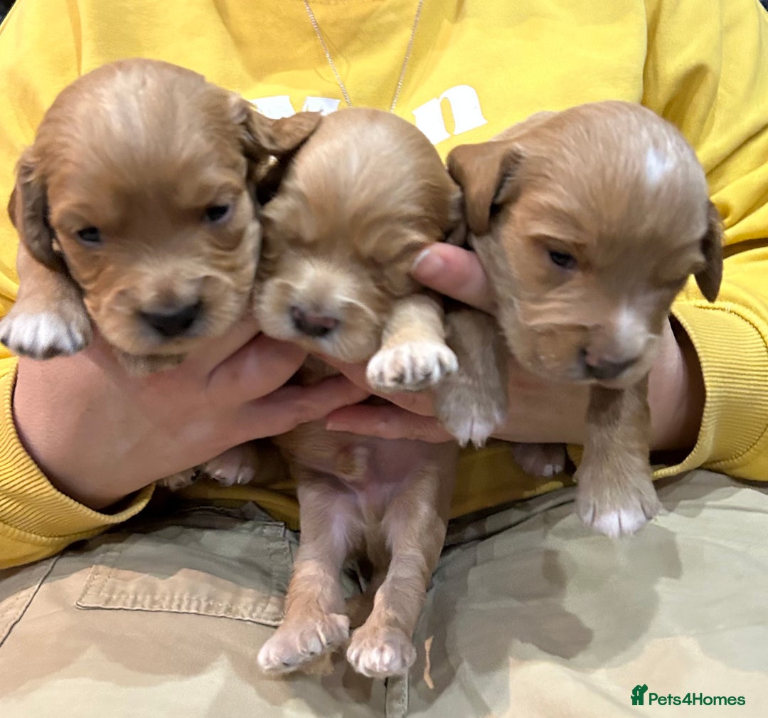 Cockapoo dogs for sale: Cockapoo puppies ginger/golden - Advert 1