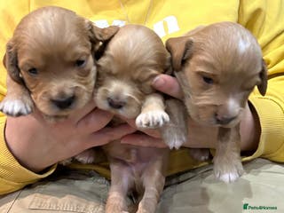 Cockapoo dogs Cockapoo puppies ginger/golden - Advert 1