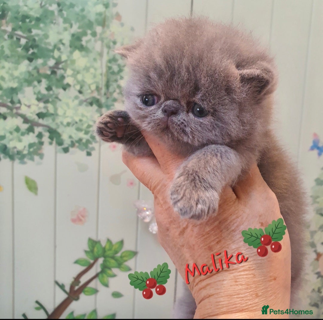 Persian cats for sale: Chunky blue/cream Exotic girl  - Advert 2