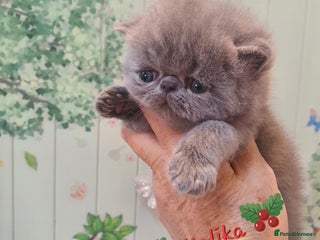 Persian cats Chunky blue/cream Exotic girl - Advert 3