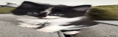 🖤🤍 KITTEN 2 — OREO