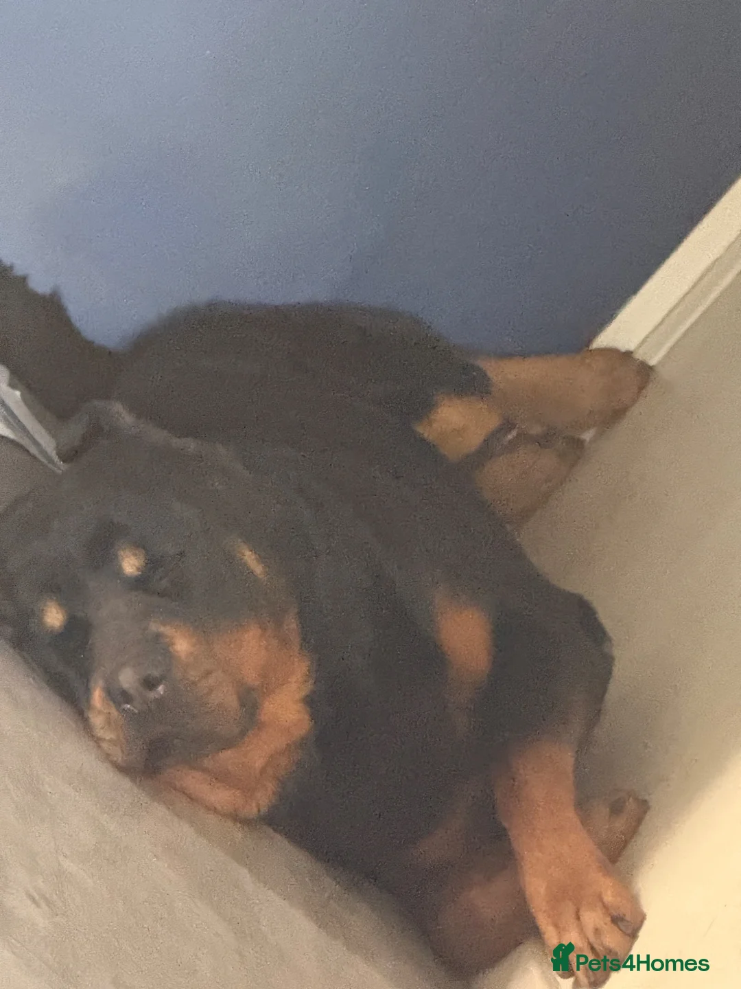Rottweiler dogs for sale: Beautiful 6yr old Rottie  in London - Advert 5