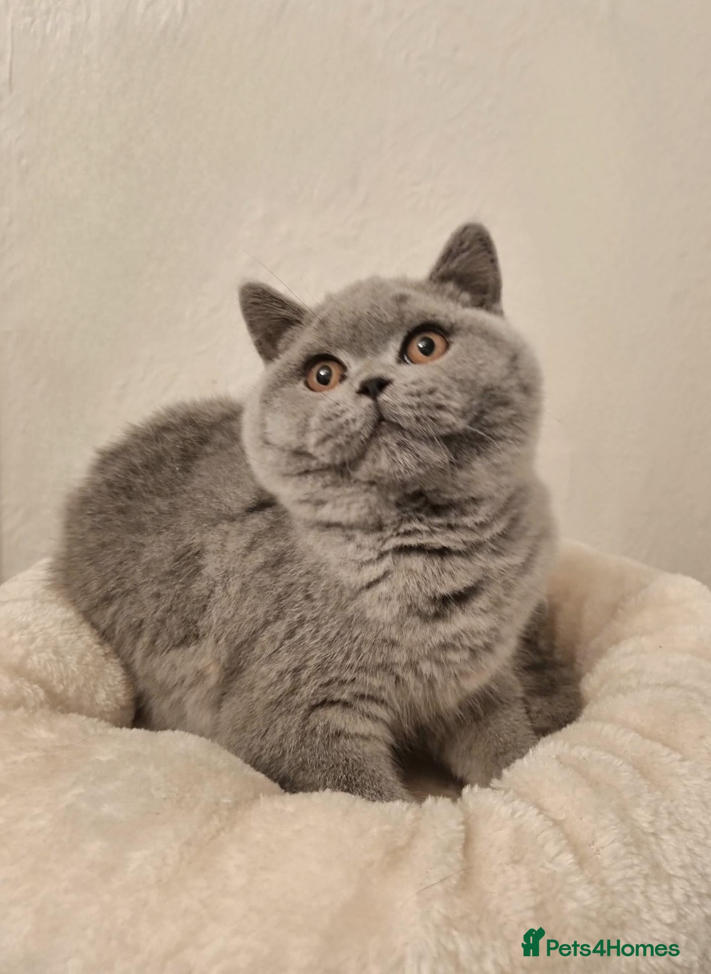 British Shorthair cats Beautiful Blue Male Kitten Neutered - Advert 1