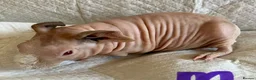 Guinea Pig rodents for sale: Skinny pig pups. Boys and girls  - Advert 12