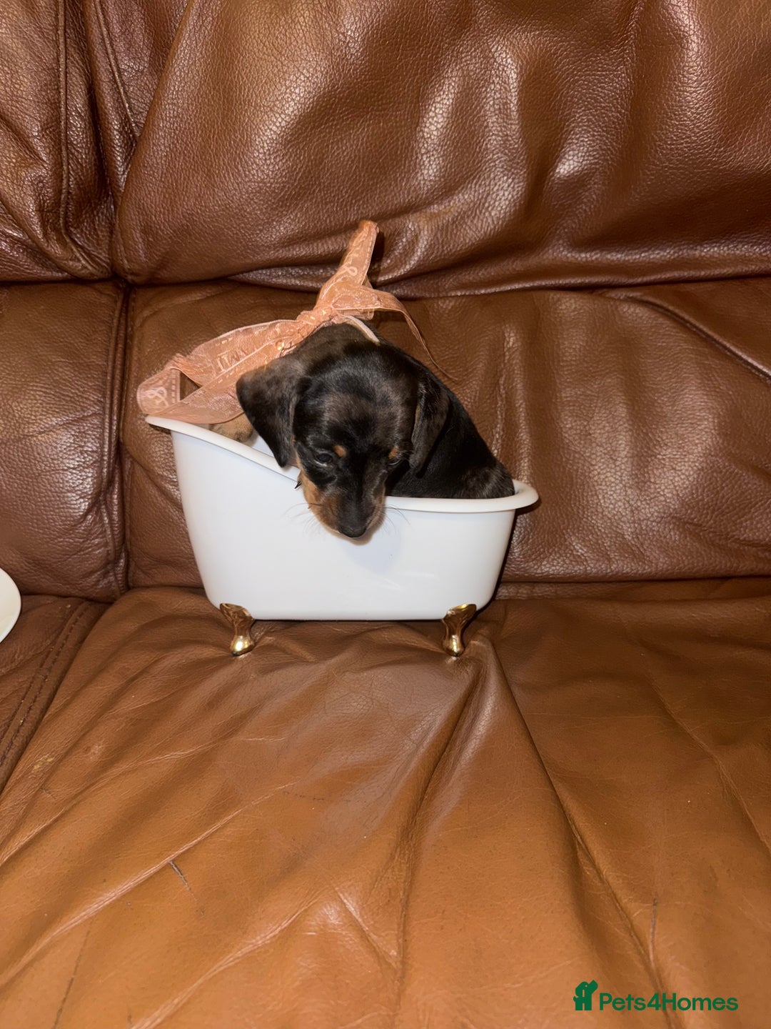 Dachshund dogs for sale: Miniature dachshund puppies 1 girl left - Advert 8