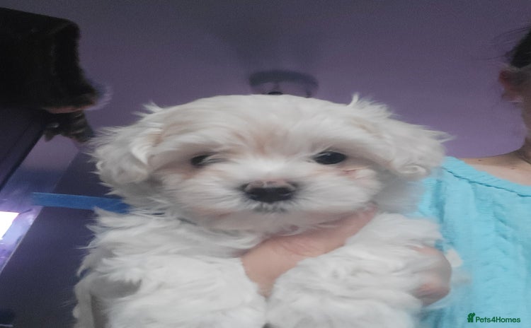 Maltipoo dogs - Advert 14