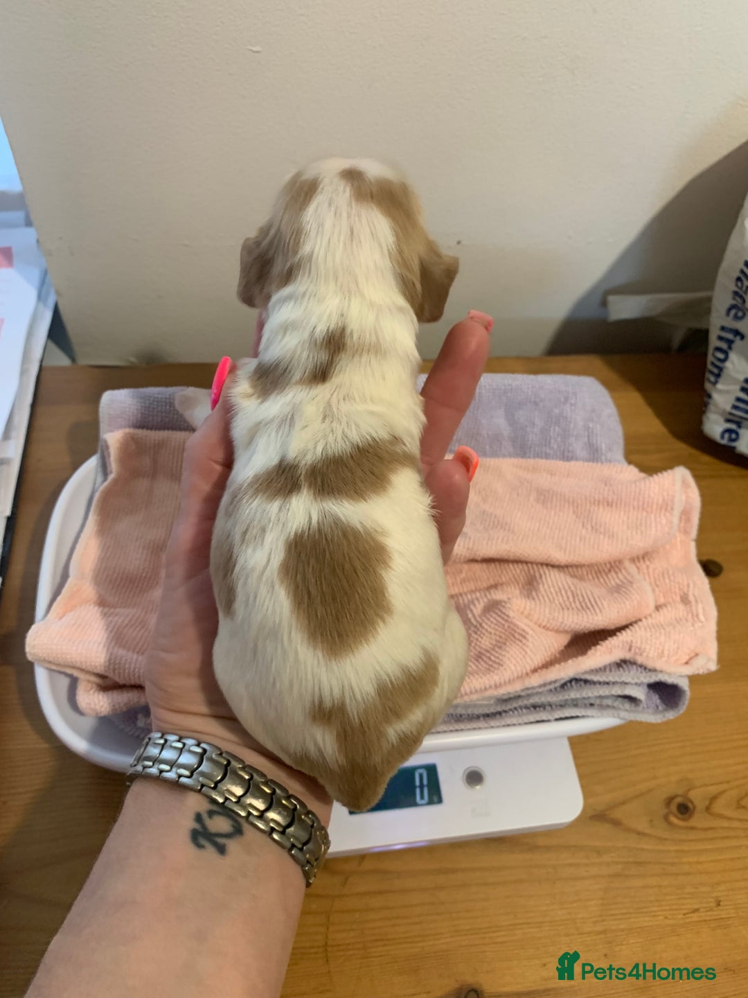 Cocker Spaniel dogs for sale: Beautiful show line cocker spaniel puppies  - Advert 11