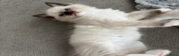 Ragdoll cats for sale: The Most Adorable Ragdoll Boy Kittens💙 - Advert 7