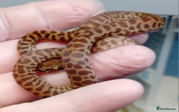 Python Snake reptiles for sale: Children's Python's Males and Females - Image 6