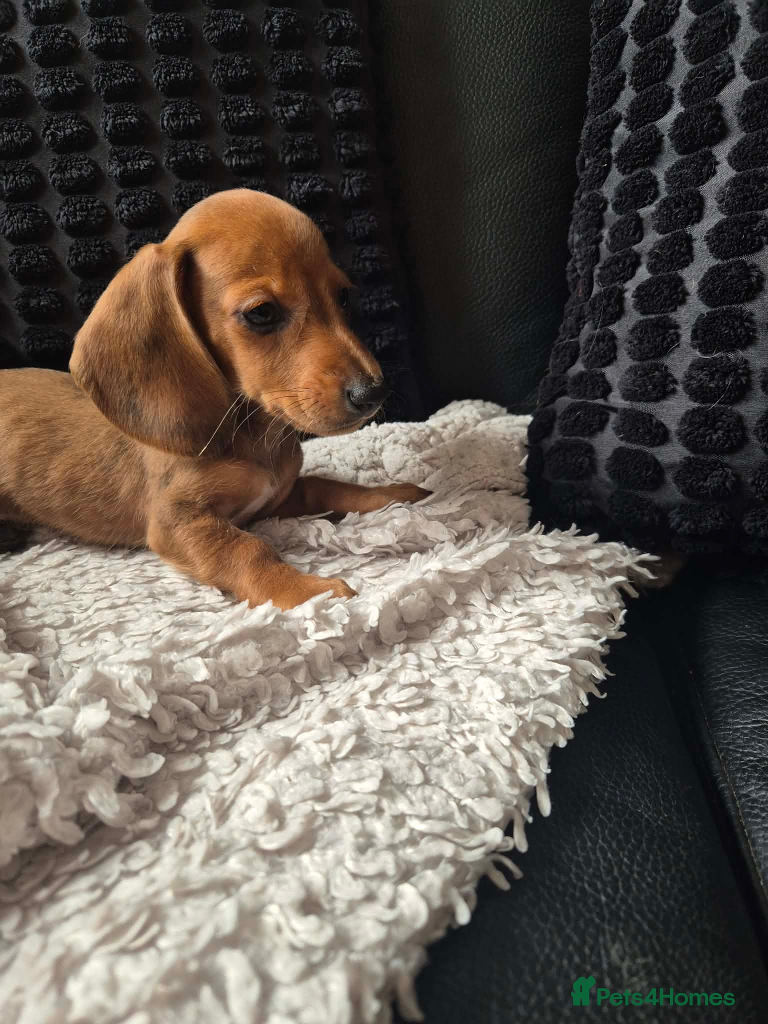 Dachshund dogs LAST 4 Kc mini dachshund - Ready Now  - Advert 2