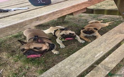 French Bulldog dogs for sale: ❤️Breeding pair of lovely Frenchies❤️ - Image 9