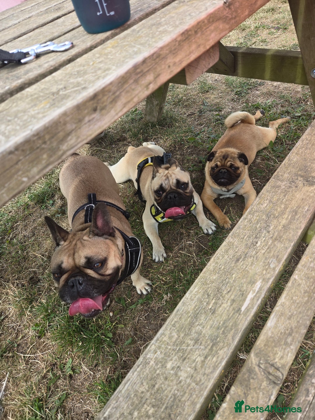French Bulldog dogs for sale: ❤️Breeding pair of lovely Frenchies❤️ - Image 9