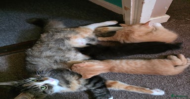 Maine Coon cats - Advert 8
