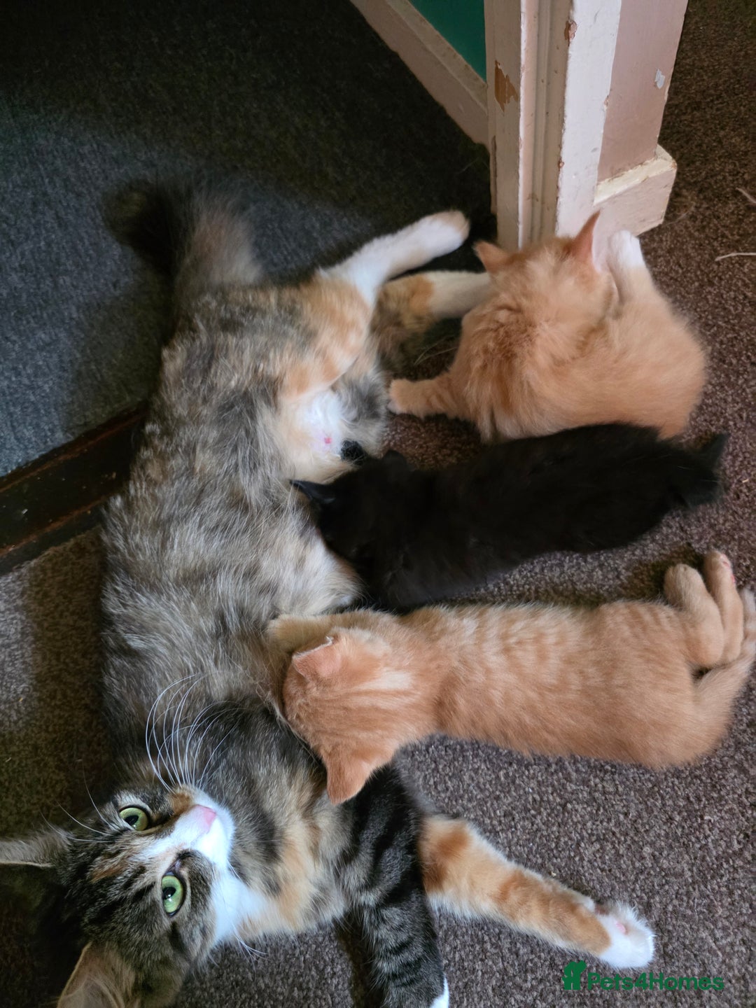 Maine Coon cats for sale: Ginger kitten's  - Image 8