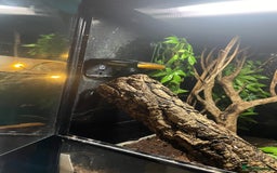 Gecko reptiles for sale: 2 crested geckos & 2 gargoyle geckos with setups - Image 16