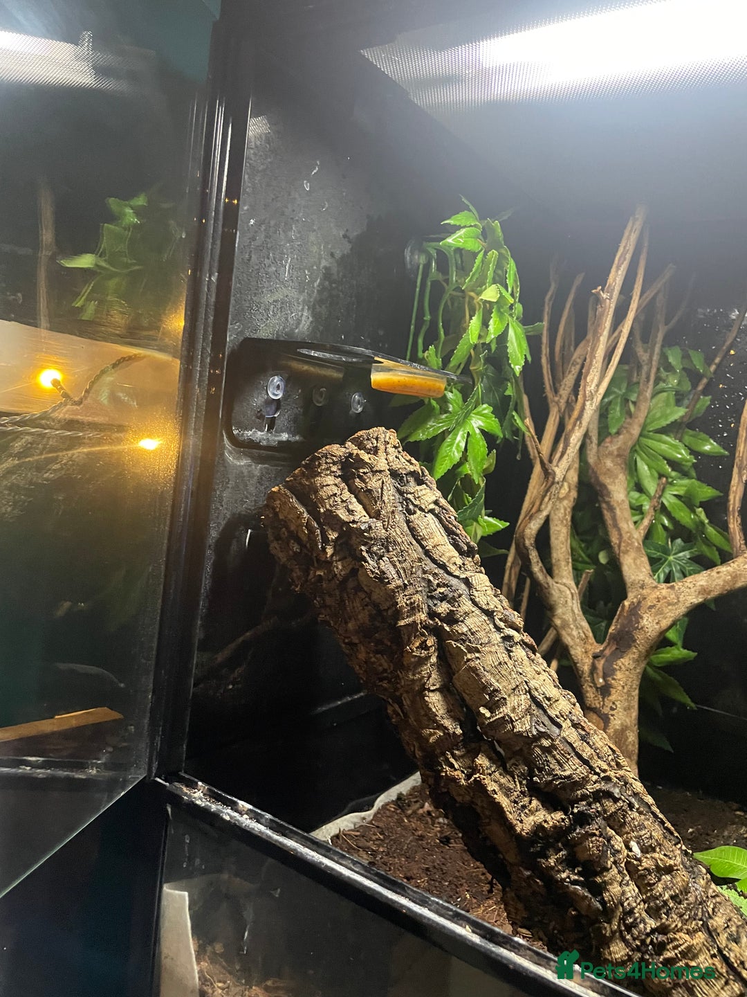 Gecko reptiles for sale: 2 crested geckos & 2 gargoyle geckos with setups - Image 16