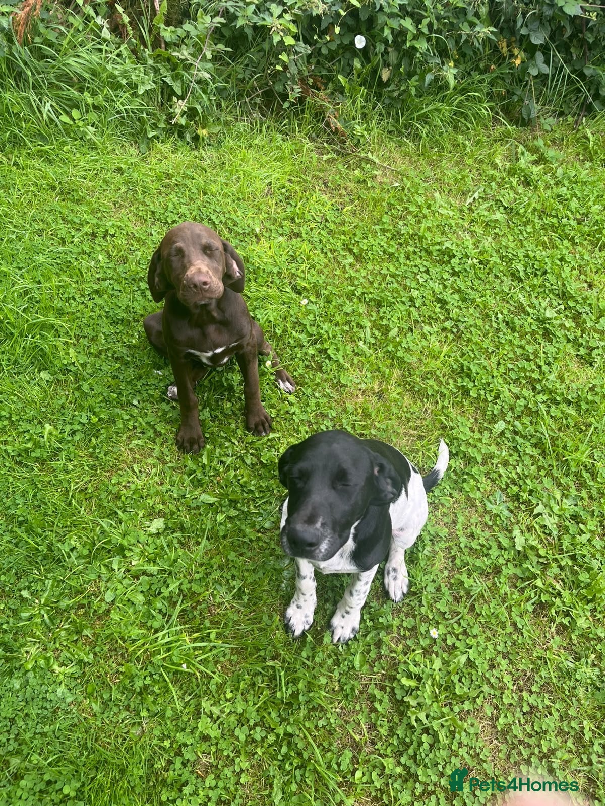 Mixed Breed dogs for sale: Springer lab mix puppies  - Advert 1