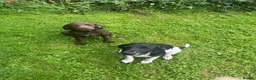Mixed Breed dogs for sale: Springer lab mix puppies  in Caledon - Advert 1