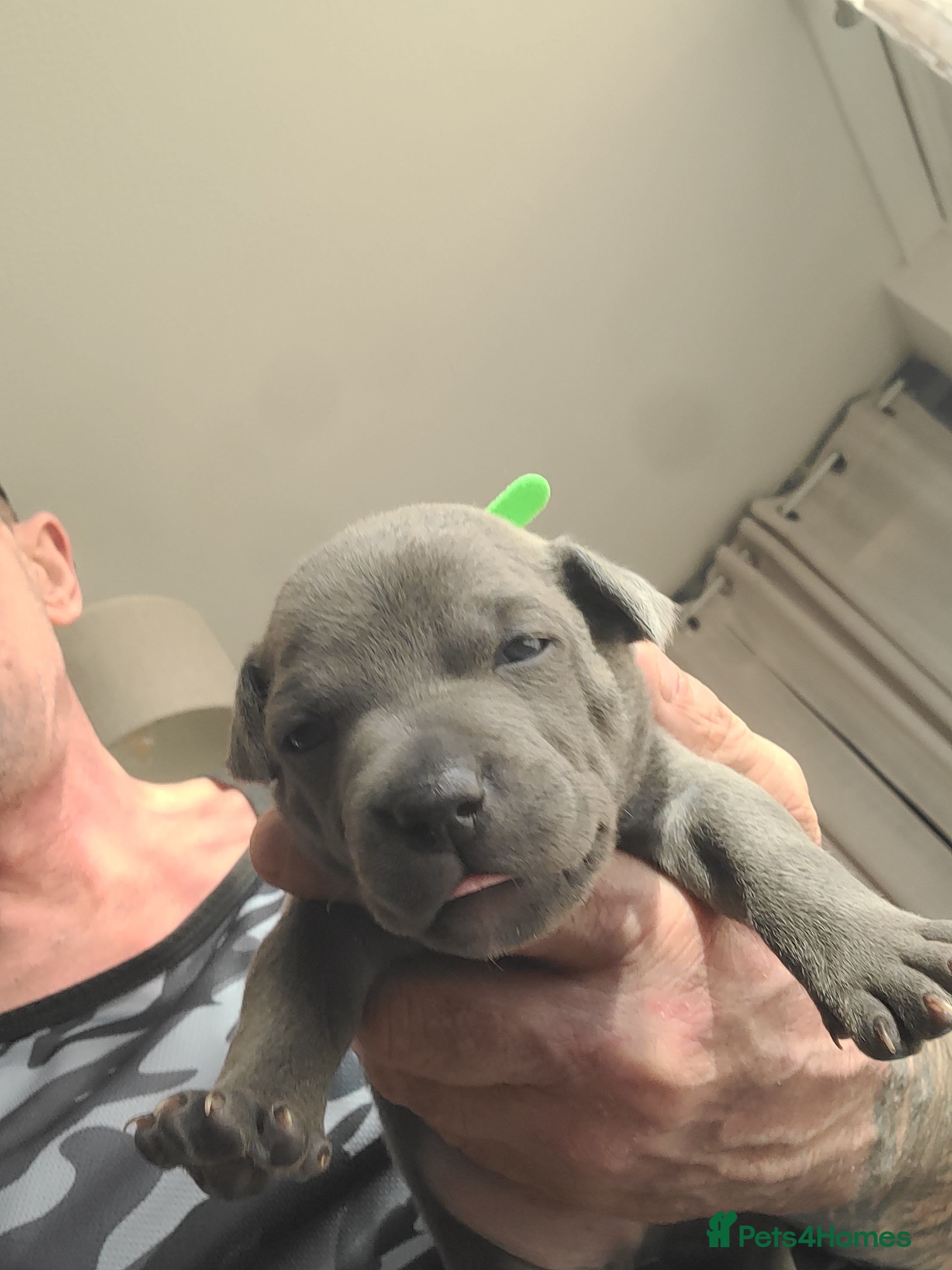 Staffordshire Bull Terrier dogs for sale: I have a beautiful Staffy puppy left.  - Advert 17